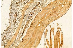 ABIN6264426 and ABIN6272879 at 1/100 staining Mouse muscle tissue by IHC-P. (PRKCDBP 抗体  (Internal Region))