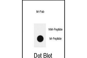 Dot blot analysis of anti-hH4-K20(Methyl 2) methylation-specific Pab (Cat. (HIST1H4A 抗体  (2meLys20))