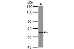 Image no. 1 for anti-Zinc Finger Protein 37A (ZNF37A) (AA 1-257) antibody (ABIN1501840) (ZNF37A 抗体  (AA 1-257))