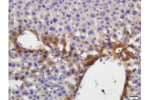 Formalin-fixed and paraffin embedded mouse liver labeled with Anti-Thrombopoietin Polyclonal Antibody, Unconjugated  and DAB staining. (Thrombopoietin 抗体  (AA 21-120))