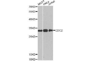 Western blot analysis of extracts of various cell lines, using CDK1 antibody. (CDK1 抗体  (AA 1-297))