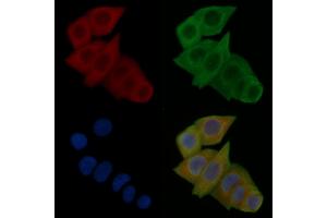 ABIN6263643 and ABIN6277805 staining Hela cells(24h of starvation treatment) by IF/ICC. (NCR1 抗体  (Internal Region))