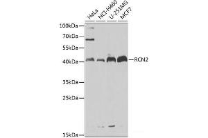 Western blot analysis of extracts of various cell lines using RCN2 Polyclonal Antibody at dilution of 1:1000. (RCN2 抗体)
