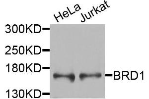 Western blot analysis of extracts of various cells, using BRD1 antibody. (BRD1 抗体)