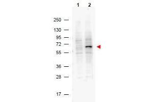 Western Blotting (WB) image for anti-Programmed Cell Death 4 (PDCD4) (pSer457) antibody (ABIN400797) (PDCD4 抗体  (pSer457))