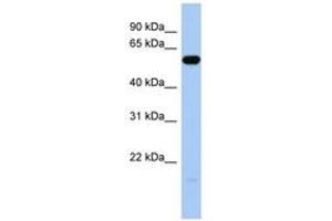 ILDR1 Antikörper  (C-Term)