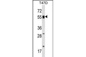 POLA2 Antibody (Center) (ABIN1538087 and ABIN2848932) western blot analysis in T47D cell line lysates (35 μg/lane). (POLA2 抗体  (AA 212-240))