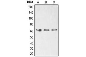 Western blot analysis of ELK1 (pS389) expression in HT29 (A), HeLa (B), Jurkat (C) whole cell lysates. (ELK1 抗体  (C-Term, pSer389))