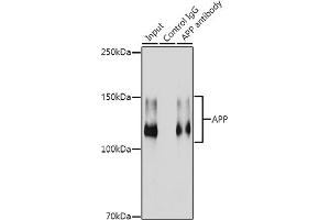 Immunoprecipitation analysis of 300 μg extracts of HeLa cells using 3 μg APP antibody (ABIN7265575).