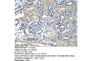 Rabbit Anti-NXF1Antibody  Paraffin Embedded Tissue: Human Kidney Cellular Data: Epithelial cells of renal tubule Antibody Concentration: 4. (NXF1 抗体  (N-Term))