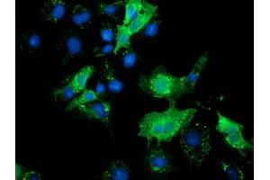 Anti-SLFNL1 mouse monoclonal antibody (ABIN2453653) immunofluorescent staining of COS7 cells transiently transfected by pCMV6-ENTRY SLFNL1 (RC205566). (Schlafen-Like 1 抗体)