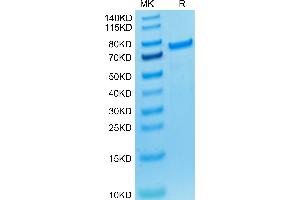 Biotinylated Cynomolgus PADI4 (Primary Amine Labeling) on Tris-Bis PAGE under reduced condition.