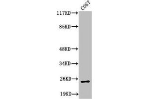 Western Blot analysis of COS7 cells using Cleaved-Integrin α7 LC (E959) Polyclonal Antibody (ITGA7 抗体  (Cleaved-Glu959))