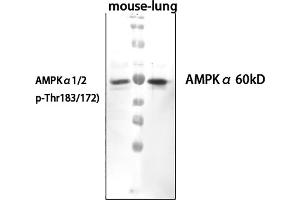 anti-AMPK1/AMPK2 (pThr172), (pThr183) antibody