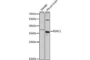 Western blot analysis of extracts of various cell lines, using RSRC1 antibody (ABIN6131423, ABIN6147283, ABIN6147284 and ABIN6223040) at 1:1000 dilution. (RSRC1 抗体  (AA 117-276))