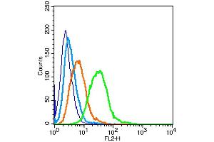 Raji cells probed with Estrogen Receptor alpha + beta Antibody, unconjugated  at 1:100 dilution for 30 minutes compared to control cells (blue) and isotype control (orange) (Insulin Receptor 抗体  (AA 51-150))