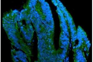 IF analysis of Claudin 7/CLDN-7 using anti-Claudin 7/CLDN-7 antibody (ABIN7602665). (Claudin 7 抗体  (AA 92-211))