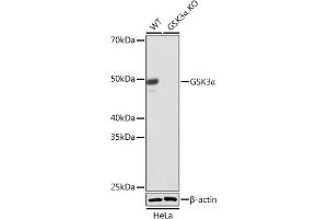Western blot analysis of extracts from wild type (WT) and GSK3α knockout (KO) HeLa cells, using GSK3α antibody (ABIN7267467) at 1:1000 dilution. (GSK3 alpha 抗体)