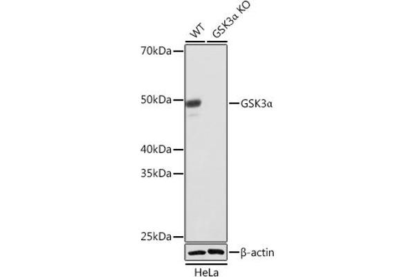 GSK3 alpha 抗体