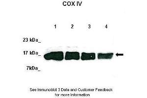 Lanes:   Lane 1: 50ug HeLa lysate Lane 2: 50ug 293T lysate Lane 3: 50ug K562 lysate Lane 4: 50ug MDA-MB-231 lysate  Primary Antibody Dilution:   1:1000  Secondary Antibody:   Anti-rabbit-HRP  Secondary Antibody Dilution:   1:1000  Gene Name:   COX4I1  Submitted by:   David Colecchia, Ph. (COX IV 抗体  (N-Term))