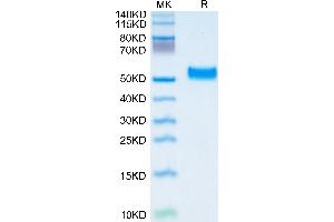 Human Serpin F1/PEDF on Tris-Bis PAGE under reduced condition. (PEDF Protein (AA 20-418) (His tag))