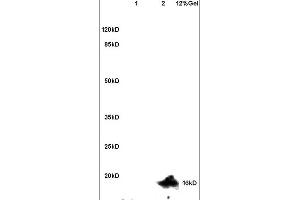 Lane 1: mouse brain lysates Lane 2: mouse heart lysates probed with Anti Ubiquityl Histone H2A. (H2AFX 抗体  (ubLys119))