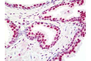 Anti-NONO / P54NRB antibody IHC staining of human prostate. (NONO 抗体  (AA 350-400))