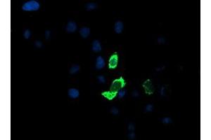 Anti-ENPEP mouse monoclonal antibody (ABIN2455387) immunofluorescent staining of COS7 cells transiently transfected by pCMV6-ENTRY ENPEP (RC210521). (ENPEP 抗体)