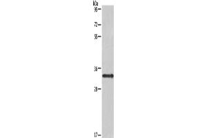 Western Blotting (WB) image for anti-Interleukin 1 alpha (IL1A) antibody (ABIN2428275) (IL1A 抗体)