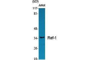 Western Blot (WB) analysis of specific cells using Ref-1 Polyclonal Antibody. (APEX1 抗体  (Internal Region))