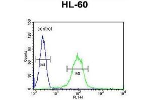 CHST2 Antibody (Center) flow cytometric analysis of HL-60 cells (right histogram) compared to a negative control cell (left histogram). (CHST2 抗体  (Middle Region))