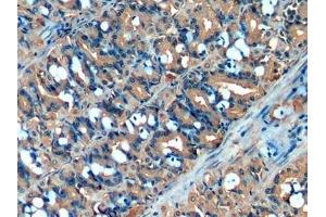 Detection of PIGR in Porcine Stomach Tissue using Polyclonal Antibody to Polymeric Immunoglobulin Receptor (PIGR) (PIGR 抗体  (AA 19-120))