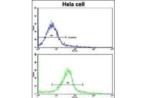 Flow cytometric analysis of hela cells using GLRX2 Antibody (C-term )(bottom histogram) compared to a negative control cell (top histogram). (Glutaredoxin 2 抗体  (C-Term))