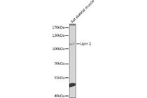 Western blot analysis of extracts of rat skeletal muscle, using Lipin 1 antibody  at 1:1000 dilution. (Lipin 1 抗体  (AA 741-890))