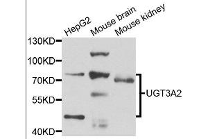 Western blot analysis of extracts of various cell lines, using UGT3A2 antibody. (UGT3A2 抗体)