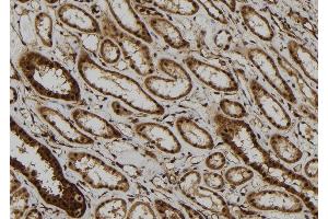 ABIN6277454 at 1/100 staining Human kidney tissue by IHC-P. (PPP2CB 抗体  (C-Term))