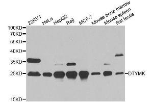 Western blot analysis of extracts of various cell lines, using DTYMK antibody. (DTYMK 抗体  (AA 1-212))