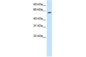 WB Suggested Anti-HDAC1 Antibody Titration: 1. (HDAC1 抗体  (C-Term))