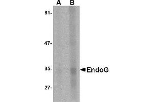 Western Blotting (WB) image for anti-Endonuclease G (ENDOG) antibody (ABIN1031748) (Endonuclease G 抗体)