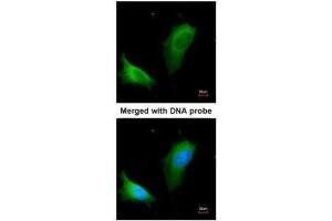 Immunofluorescence (IF) image for anti-Arginase, Liver (ARG1) antibody (ABIN2856661)