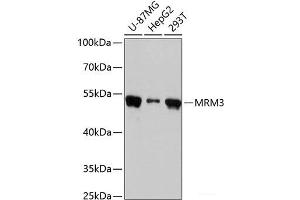 Western blot analysis of extracts of various cell lines using MRM3 Polyclonal Antibody at dilution of 1:3000. (RNMTL1 抗体)