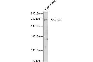 Western blot analysis of extracts of Mouse lung using COL18A1 Polyclonal Antibody at dilution of 1:1000. (COL18A1 抗体)