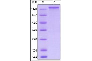 SDS-PAGE (SDS) image for Neuropilin 1 (NRP1) (AA 22-856) (Active) protein (Fc Tag) (ABIN5954940)