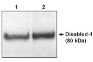 Image no. 1 for anti-Disabled Homolog 1 (Drosophila) (DAB1) (C-Term) antibody (ABIN264970) (DAB1 抗体  (C-Term))