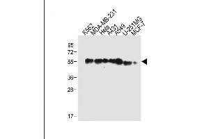 All lanes : Anti-TUBB6 Antibody (Center) at 1:2000 dilution Lane 1: K562 whole cell lysate Lane 2: MDA-MB-231 whole cell lysate Lane 3: Hela whole cell lysate Lane 4: A431 whole cell lysate Lane 5: A549 whole cell lysate Lane 6: U-251MG whole cell lysate Lane 7: MCF-7 whole cell lysate Lysates/proteins at 20 μg per lane. (TUBb6 抗体  (AA 139-166))