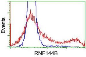HEK293T cells transfected with either RC209302 overexpress plasmid (Red) or empty vector control plasmid (Blue) were immunostained by anti-RNF144B antibody (ABIN2453806), and then analyzed by flow cytometry. (RNF144B 抗体)
