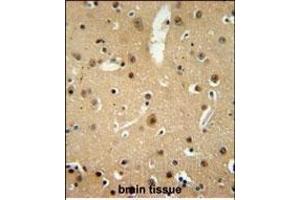NMB Antibody (Center) (ABIN651541 and ABIN2840290) immunohistochemistry analysis in formalin fixed and paraffin embedded human brain tissue followed by peroxidase conjugation of the secondary antibody and DAB staining. (Neuromedin B 抗体  (AA 15-42))