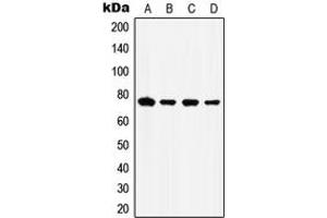 Western blot analysis of GRP78 expression in HepG2 (A), HeLa (B), Raw264. (GRP78 抗体  (C-Term))