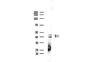 anti-Mitogen-Activated Protein Kinase 1/3 (MAPK1/3) (pThr202), (pTyr204) antibody