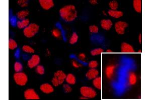 Immunofluorescence (IF) image for anti-Nuclear Mitotic Apparatus Protein 1 (NUMA1) (AA 900-950) antibody (ABIN7448994) (NUMA1 抗体  (AA 900-950))